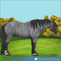 Horse Color:Blue Roan 