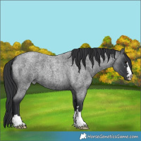 Horse Color:Blue Roan 