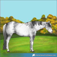 Horse Color:White Spotted Black 