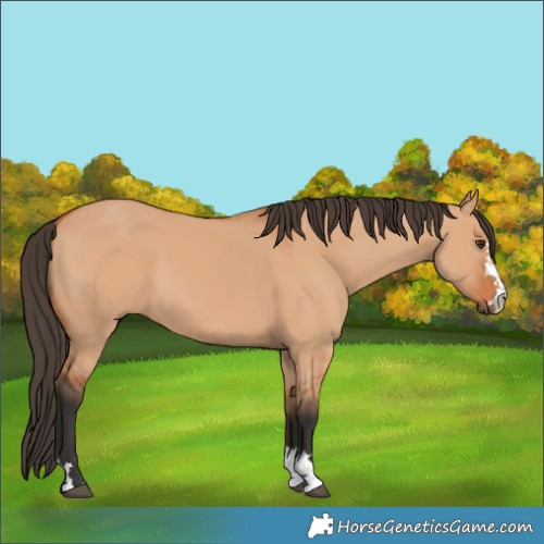Horse Color:Bay Dun 