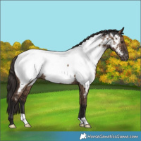 Horse Color:Liver Red Dun Appaloosa Rabicano Brindle