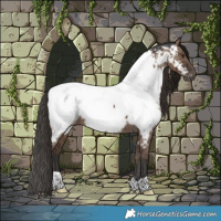 Horse Color:Liver Red Dun Appaloosa Rabicano Brindle