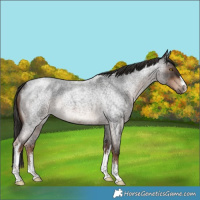Horse Color:White Spotted Liver Red Roan Rabicano 