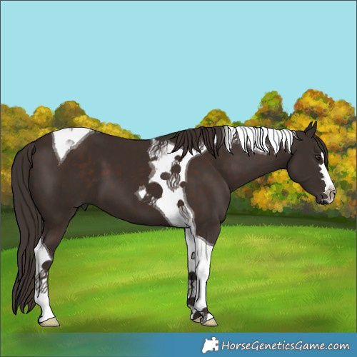 Horse Color:Liver Chestnut Tobiano