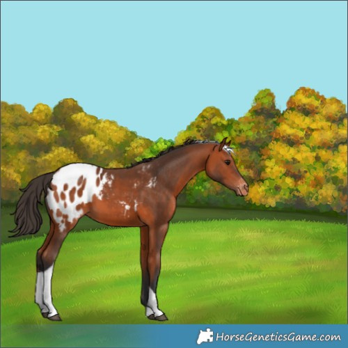Horse Color:Bay Tobiano Appaloosa 
