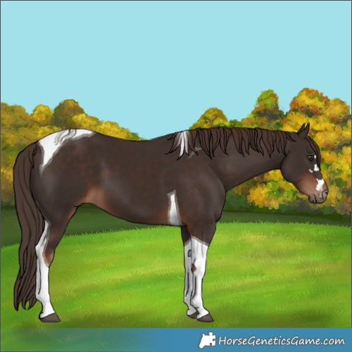 Horse Color:Liver Chestnut Tobiano 