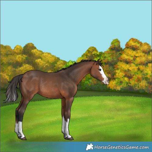 Horse Color:Bay Splash Rabicano