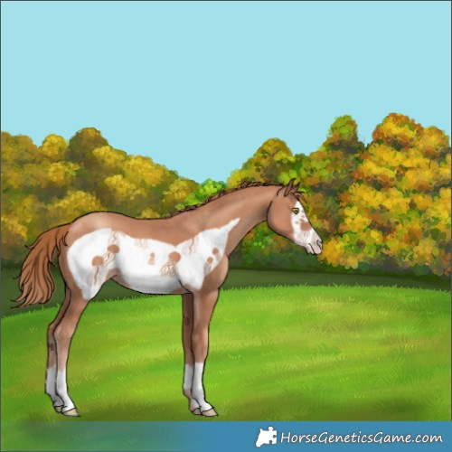 Horse Color:Gold Champagne Frame 