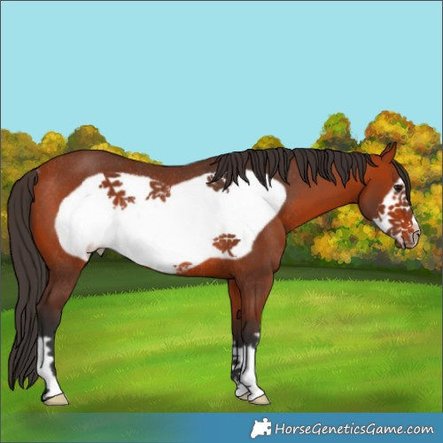 Horse Color:Bay Frame Rabicano
