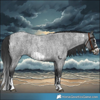 Horse Color:Blue Roan Sabino Splash  and Blue Roan Sabino Splash Frame 