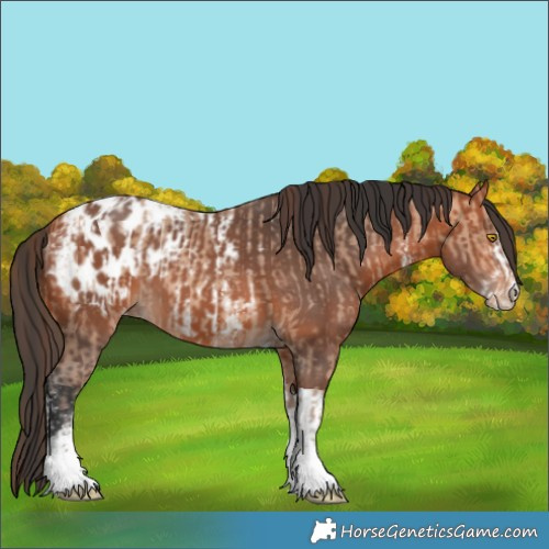 Horse Color:Amber Champagne Sabino Tobiano Appaloosa and Bay Sabino Tobiano Appaloosa