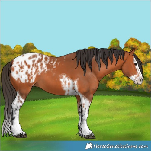Horse Color:Bay Splash Tobiano Appaloosa and Bay Splash Tobiano Appaloosa