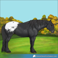 Horse Color:Black Snowcap 