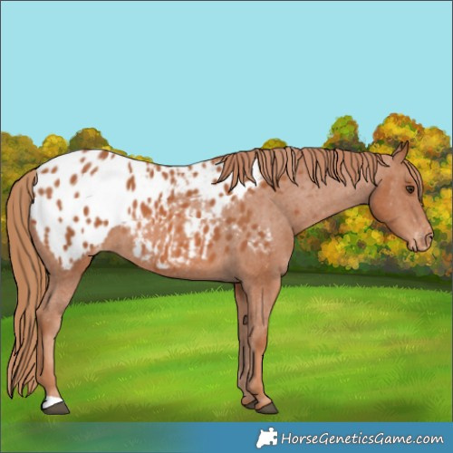 Horse Color:Chestnut Appaloosa