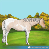 Horse Color:Silver Bay Roan Dun Tobiano