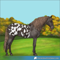 Horse Color:Liver Chestnut Blanket 