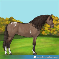 Horse Color:Liver Red Dun Tobiano Varnish 