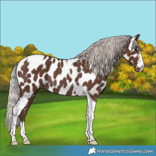 Horse Color:Silver Black Tobiano Appaloosa Rabicano