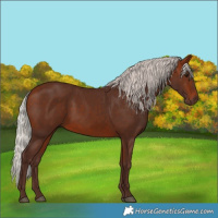 Horse Color:Silver Bay 