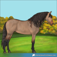 Horse Color:Bay Dun