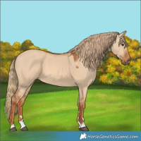 Horse Color:Red Dun