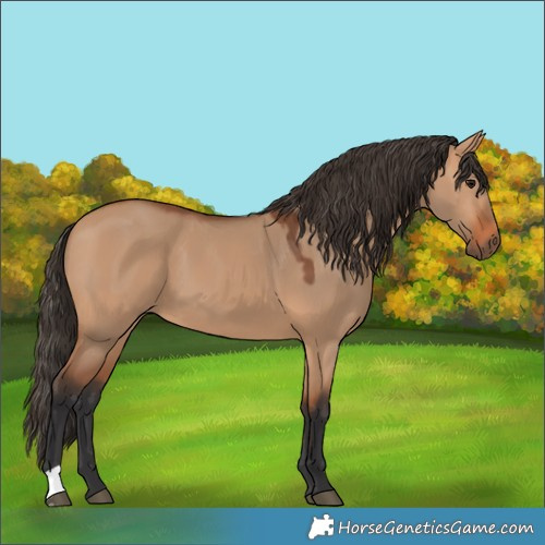 Horse Color:Bay Dun