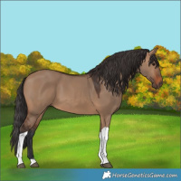 Horse Color:Brown Dun Tobiano 