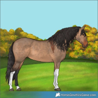 Horse Color:Brown Dun Tobiano 