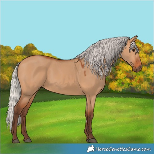 Horse Color:Silver Bay Dun