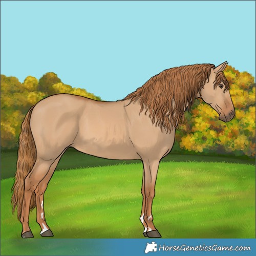 Horse Color:Red Dun 