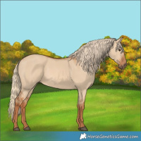 Horse Color:Red Dun 