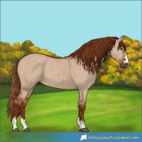 Horse Color:Red Dun 