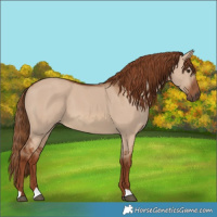 Horse Color:Red Dun