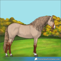 Horse Color:Red Dun 
