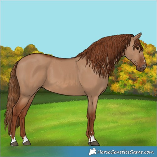 Horse Color:Red Dun 
