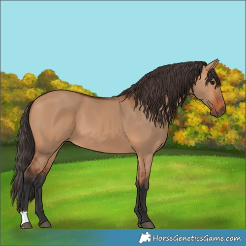 Horse Color:Bay Dun 