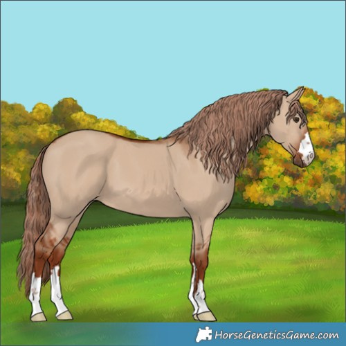 Horse Color:Red Dun 
