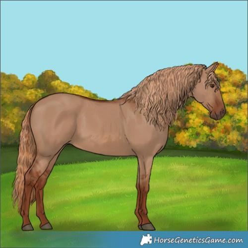Horse Color:Red Dun 