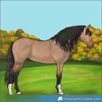 Horse Color:Bay Dun 