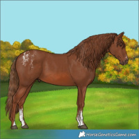 Horse Color:Powder White Chestnut 