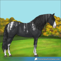 Horse Color:Powder White Black 