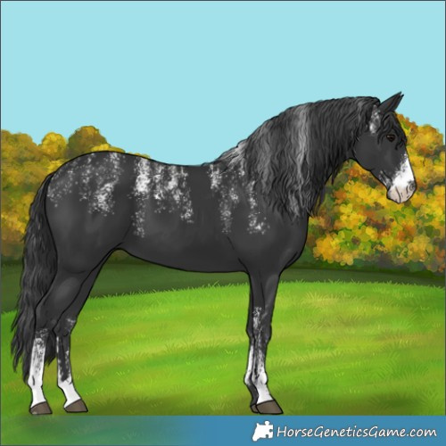 Horse Color:Powder White Black