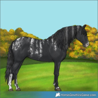 Horse Color:Powder White Black 