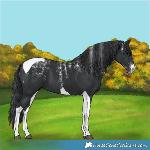 Horse Color:Powder White Black Tobiano 