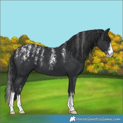 Horse Color:Powder White Black 