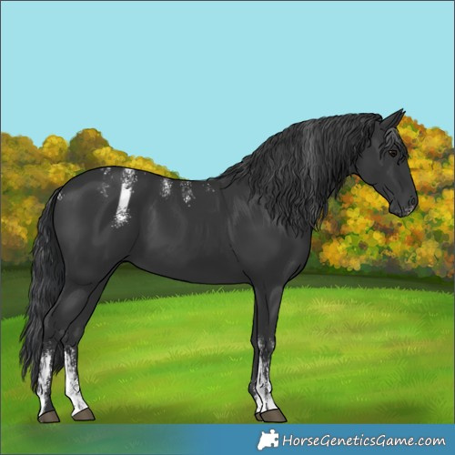 Horse Color:Powder White Black 