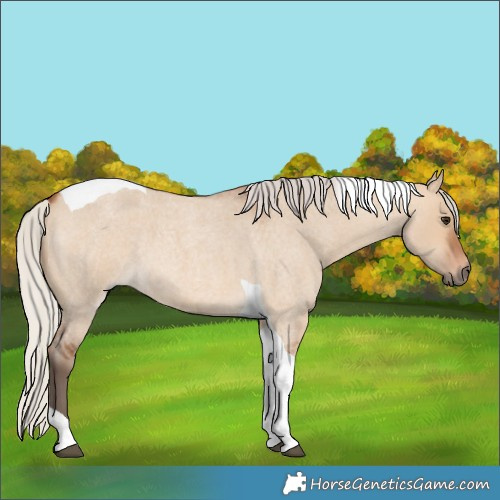 Horse Color:Silver Bay Roan Dun Tobiano 