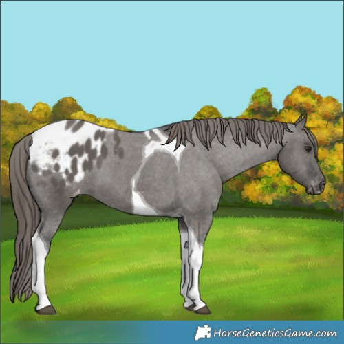 Horse Color:Grullo Tobiano Appaloosa 