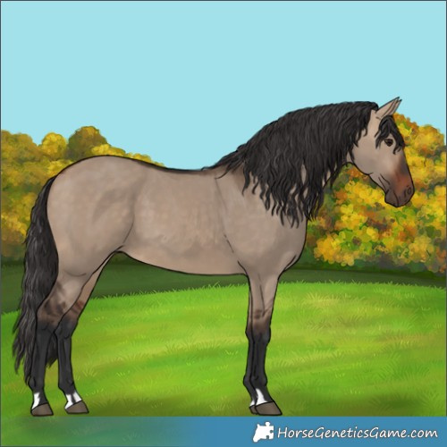 Horse Color:Bay Dun 