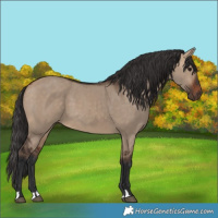 Horse Color:Bay Dun